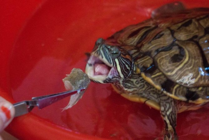 Почему красноухая черепаха не ест и много спит?