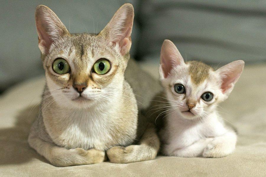 Самые маленькие породы кошек: фото, названия с описанием