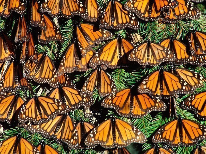 Бабочка-монарх. миграция бабочек-монархов