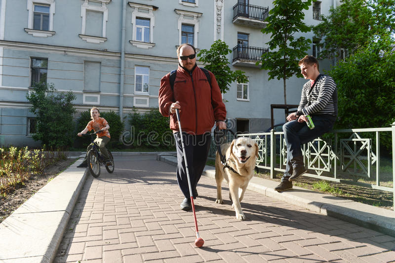Собаки-поводыри для слепых: породы, тонкости подготовки