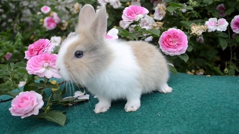 Как выбрать самое красивое имя для кролика — советы и примеры имен для мальчиков и девочек