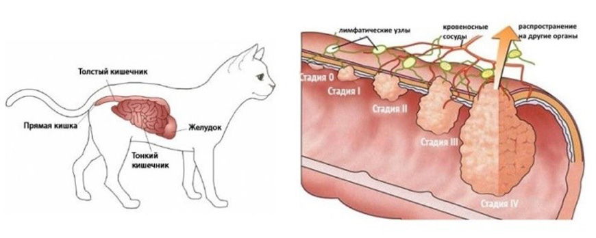Онкогематологические патологии (заболевания крови и кроветворных органов) собак и кошек
