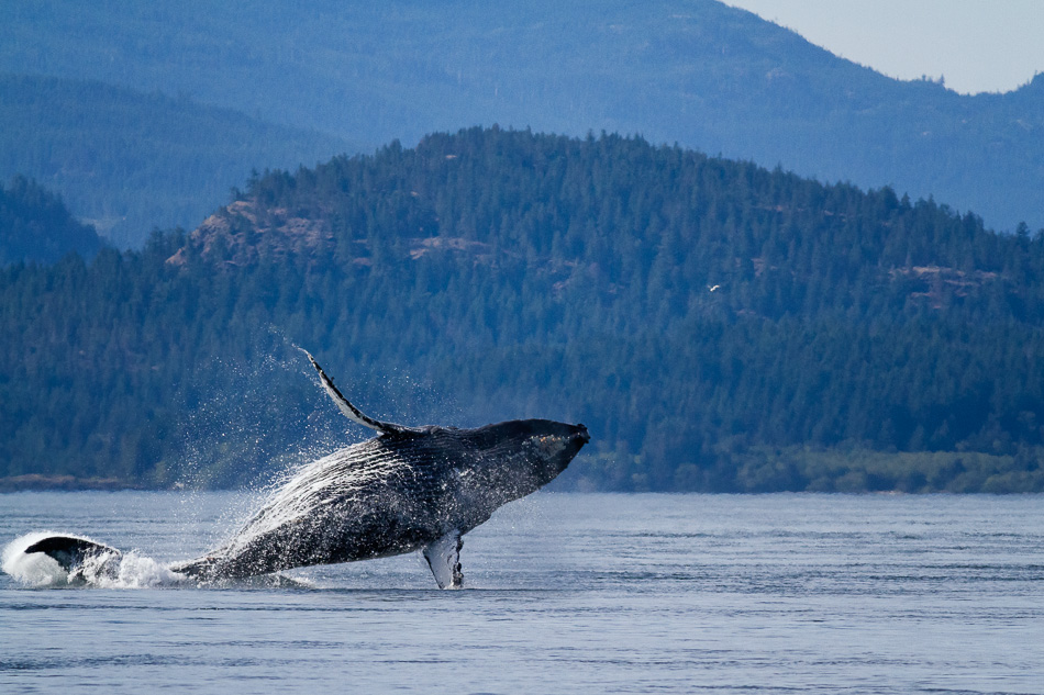 Полярный кит - вики