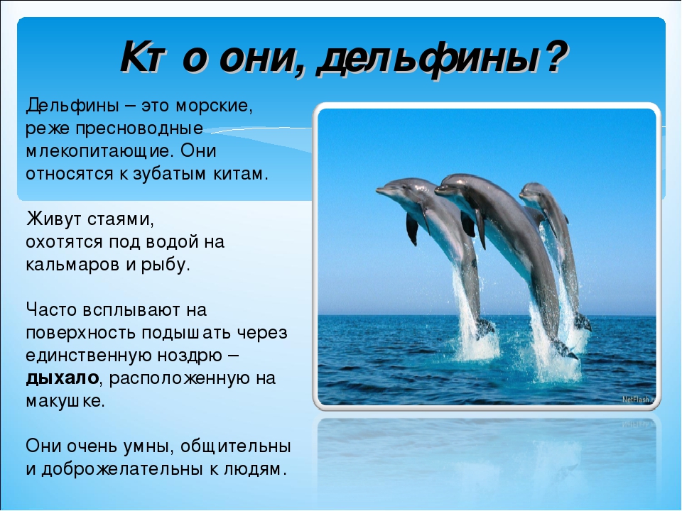 Дельфин животное — все животные