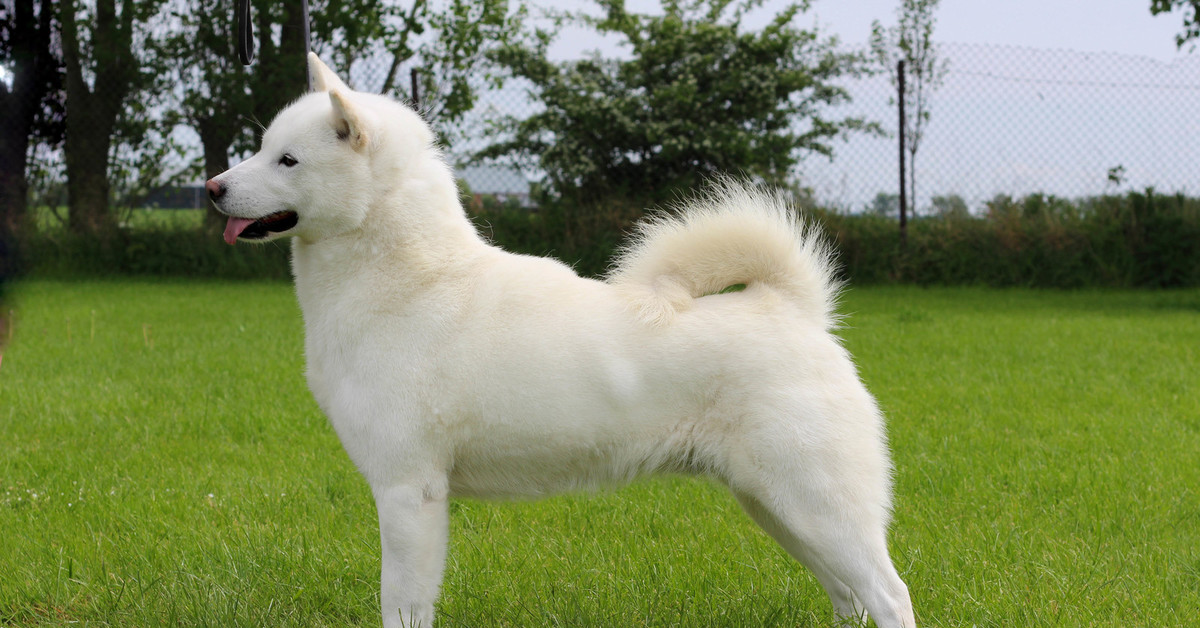 Чёрно-белая собака: наиболее популярные породы