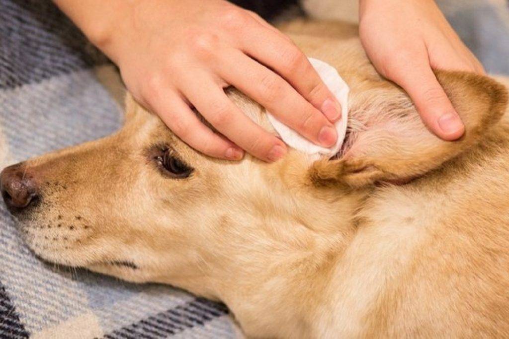 Клещи у собак картинки