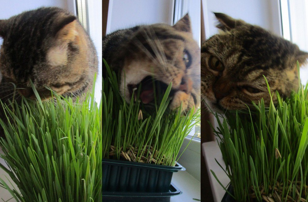 Выращивание дома травы для кошки