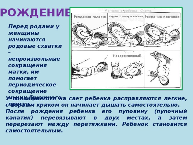 Как помочь кошке при родах в домашних условиях