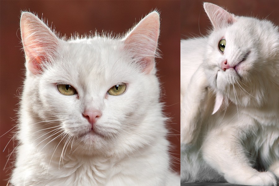 Турецкая ангора: история происхождения породы с советами по выбору котенка, 50 фото