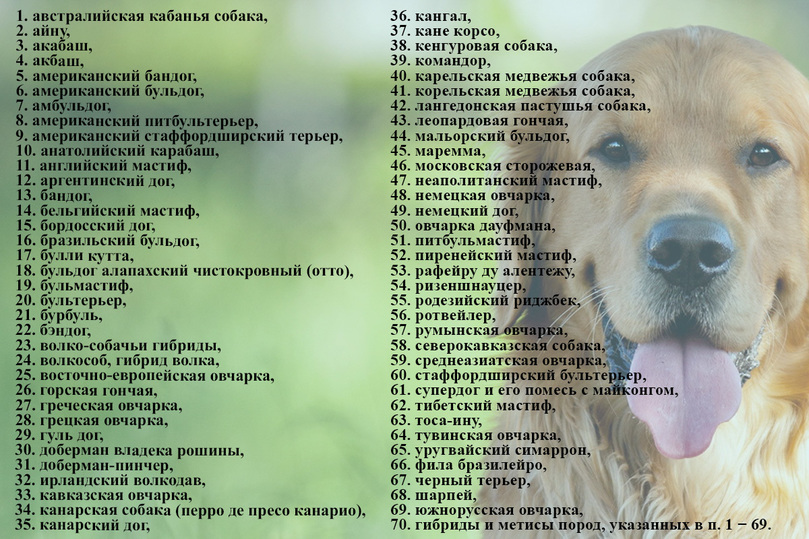 Потенциально опасные породы собак — утверждённый список