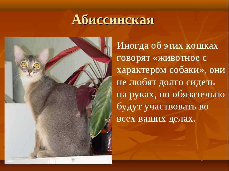 Внешность и характер абиссинской кошки, стандарты породы