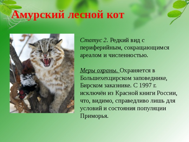 Дальневосточный лесной (амурский) кот: 40 фото, описание, окрас, среда обитания