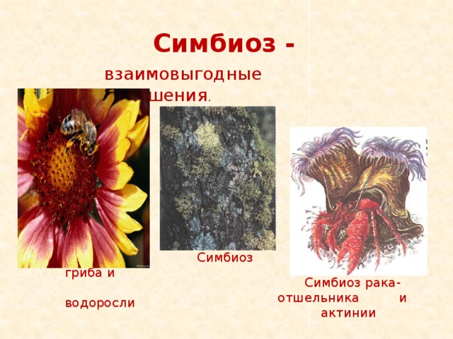 Рак отшельник и актиния