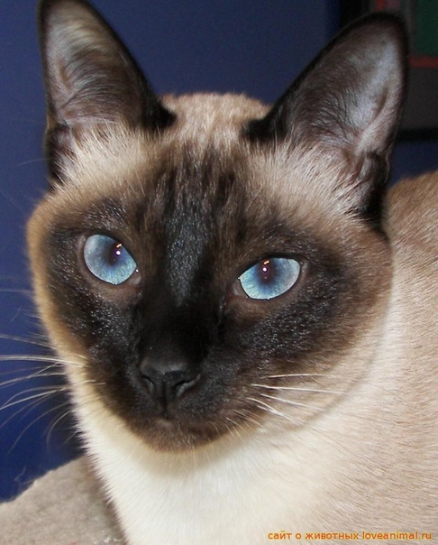 Тонкинская кошка: фото, характеристика породы, цена, темперамент, повадки взрослой кошки и котенка