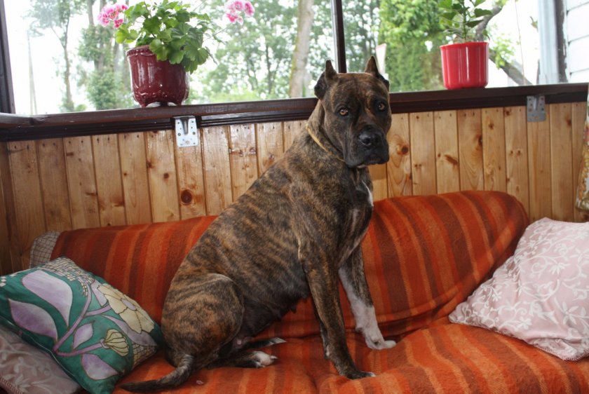 Аланская собака (32 фото): описание испанских бульдогов, характер боевой породы алано. как содержать щенков?