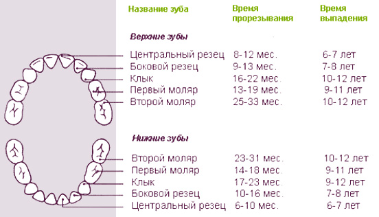 Болезни зубов — кариес, стоматит и пародонтоз у собак