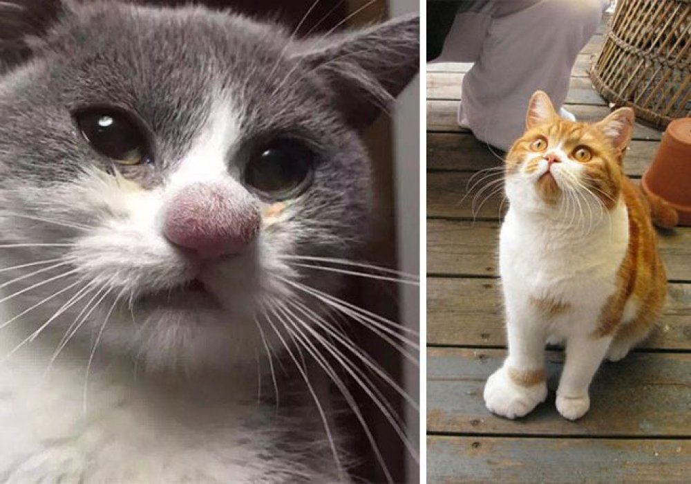 Кошку укусила пчела или оса. что делать?