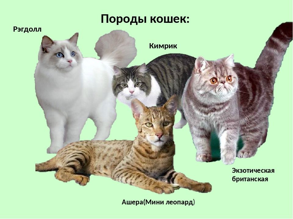 Кошки породы нибелунг: описание внешности и характера, уход за питомцем и его содержание, выбор котёнка, отзывы владельцев, фото кота