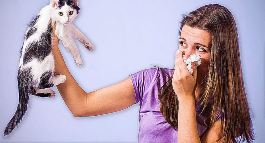 Как аллергику жить с кошкой — блог медицинского центра он клиник