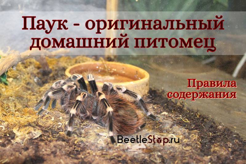 Пауки-птицееды: особенности, выбор и содержание | блог ветклиники "беланта"