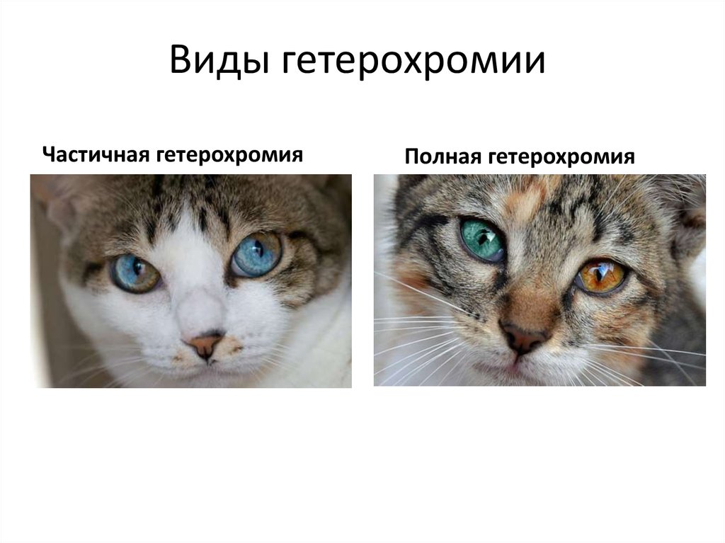 Кошки и коты с разными глазами: породы | белая, фото