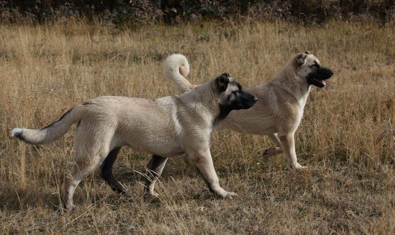 Собака гампр армянский волкодав - характеристика породы