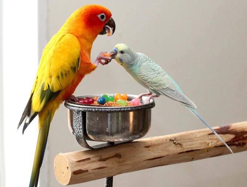 Можно салат попугаям. Попугаи неразлучники Какаду. Порода попугая Ричи. Катаринка попугай. Красивые домашние попугаи.