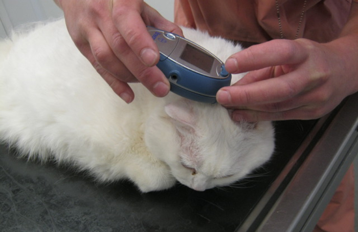 Почему кошка худеет - лечение, диагностика | ветклиника берлога