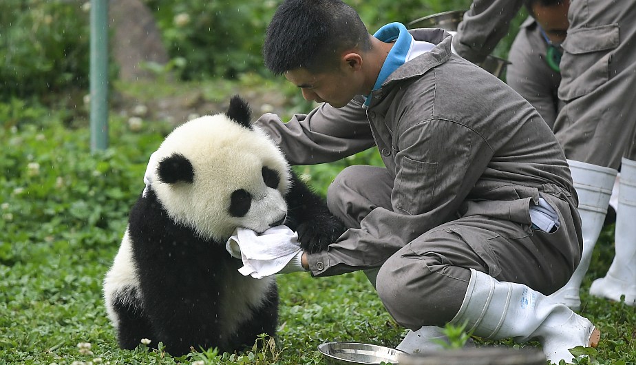 Как выглядит панда, образ жизни, поведение, места обитания