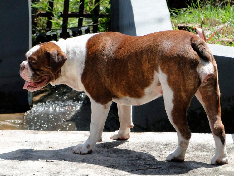 Характеристика собак породы алано (испанский бульдог) с отзывами и фото