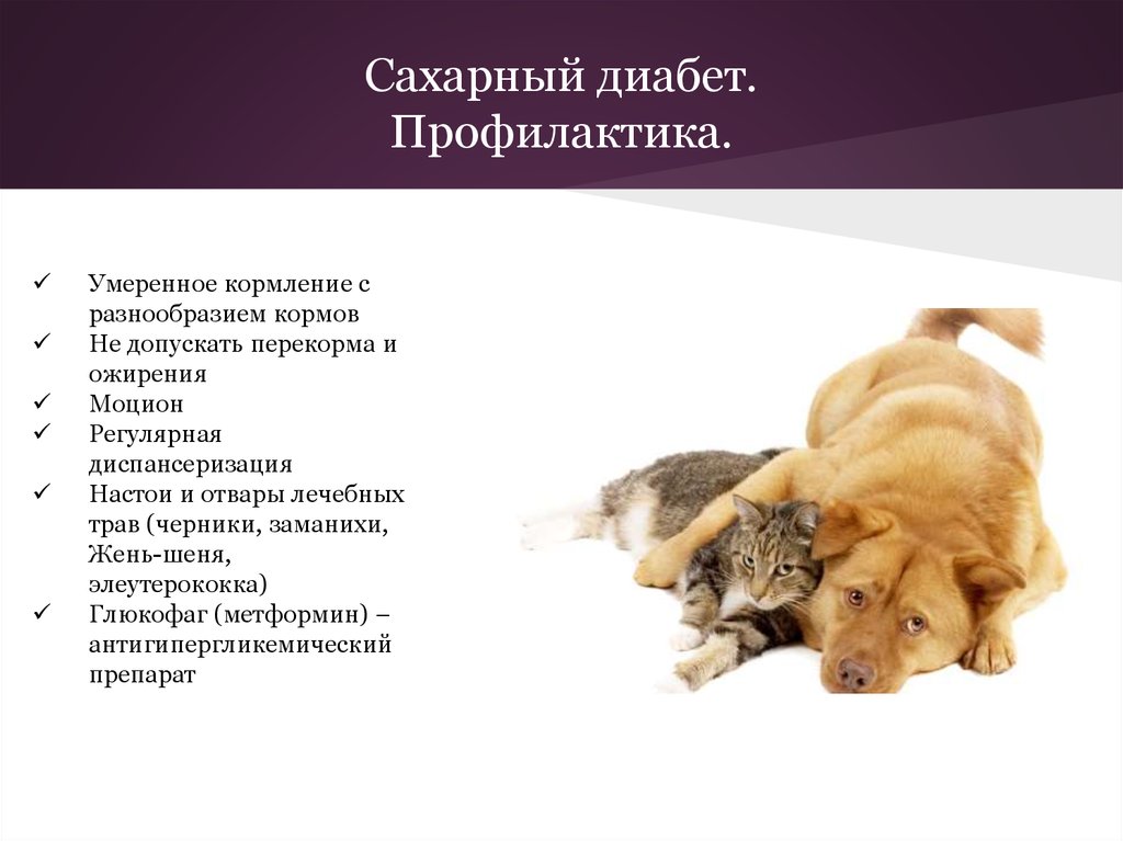 Сахарный диабет у кошек | статьи ветклиники «кот и пес»