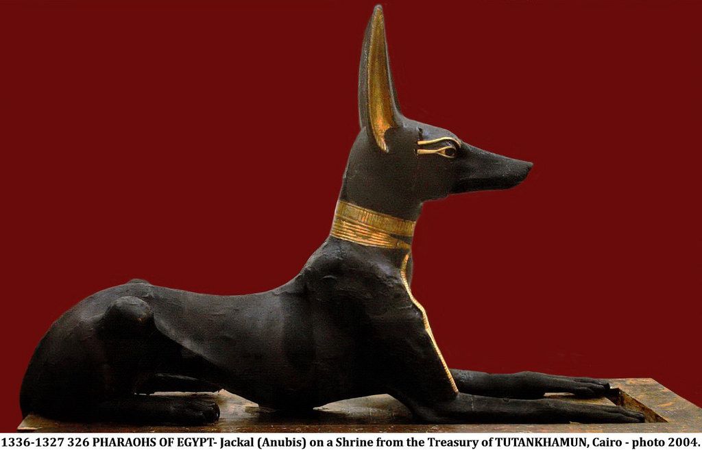 Экзотический грациозный мальтиец – фараонова собака