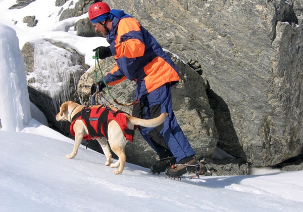 Порода собак ньюфаундленд или водолаз: описание, характер, цены на щенков.