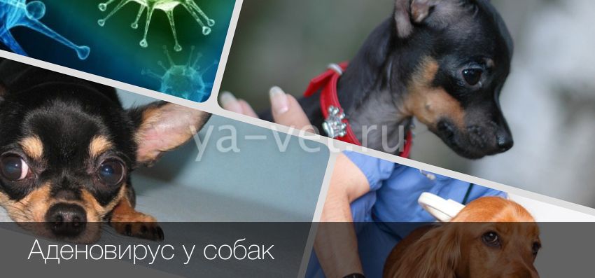 Аденовирус у собак: симптомы и лечение