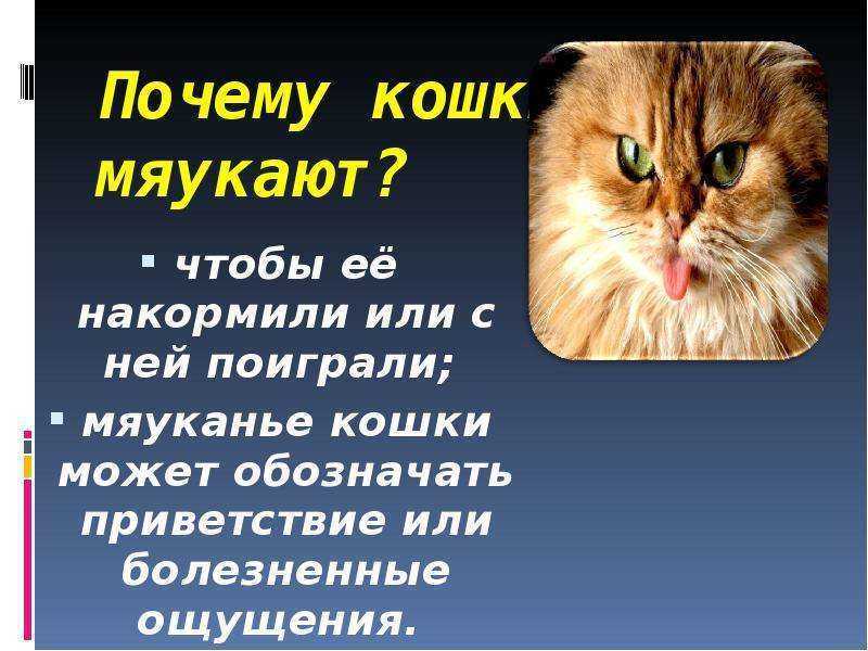 Разговорчивые кошки, что означает настойчивое мяуканье кошки, признак болезни кошки, психология кота кошки говоруна, поведение кошки, реферат почему кошка мяукает? психология кошки
