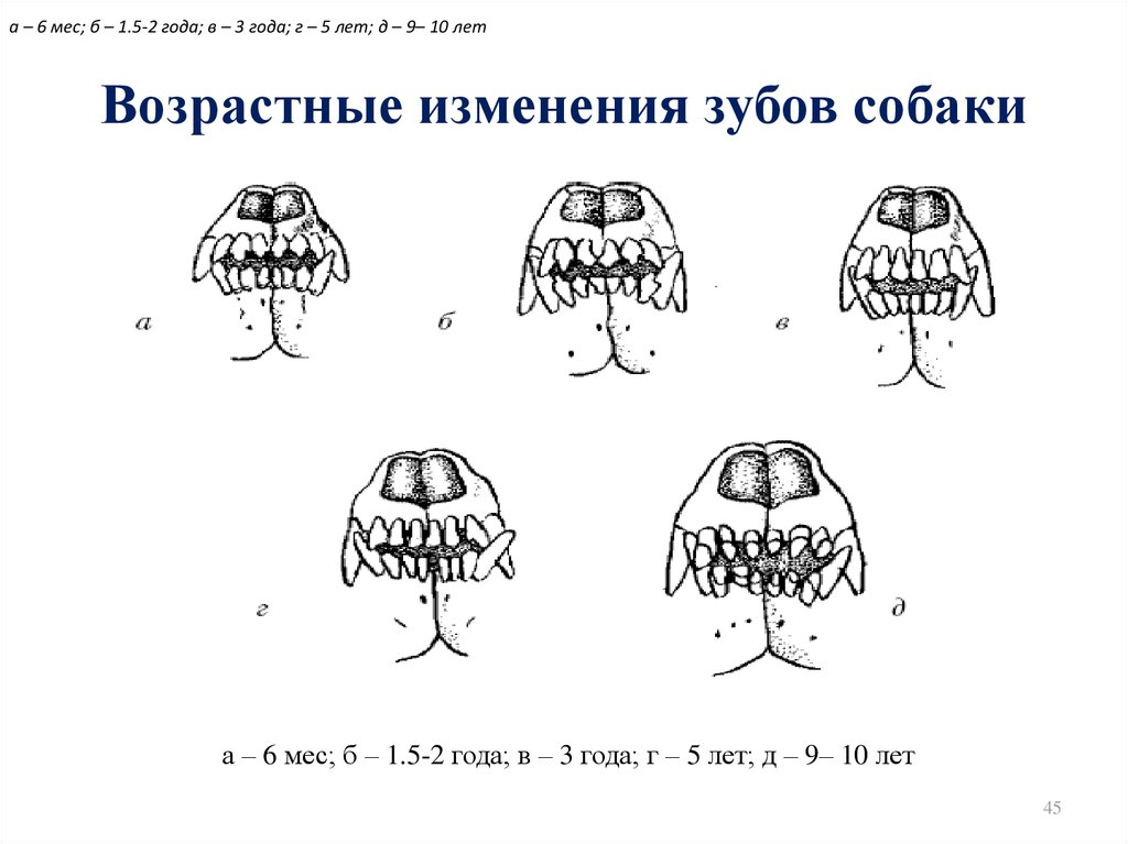 У собаки выпадают зубы