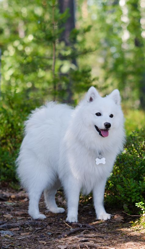 Американский эскимосский шпиц: описание породы и характер собаки