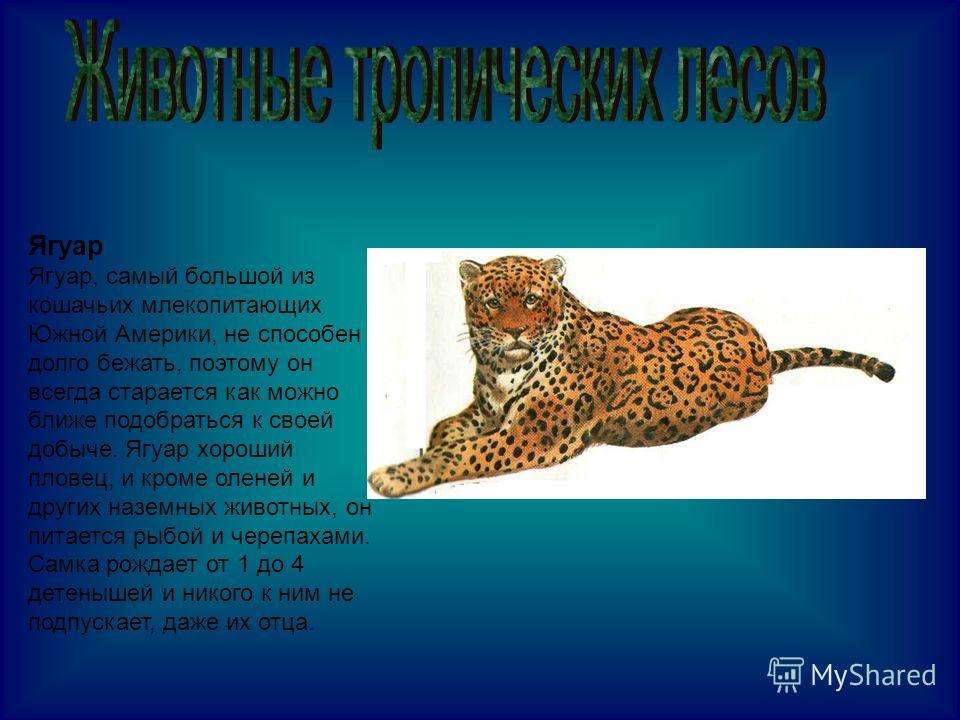 Ягуар: описание, виды, среда обитания, что ест, враги, образ жизни | планета животных