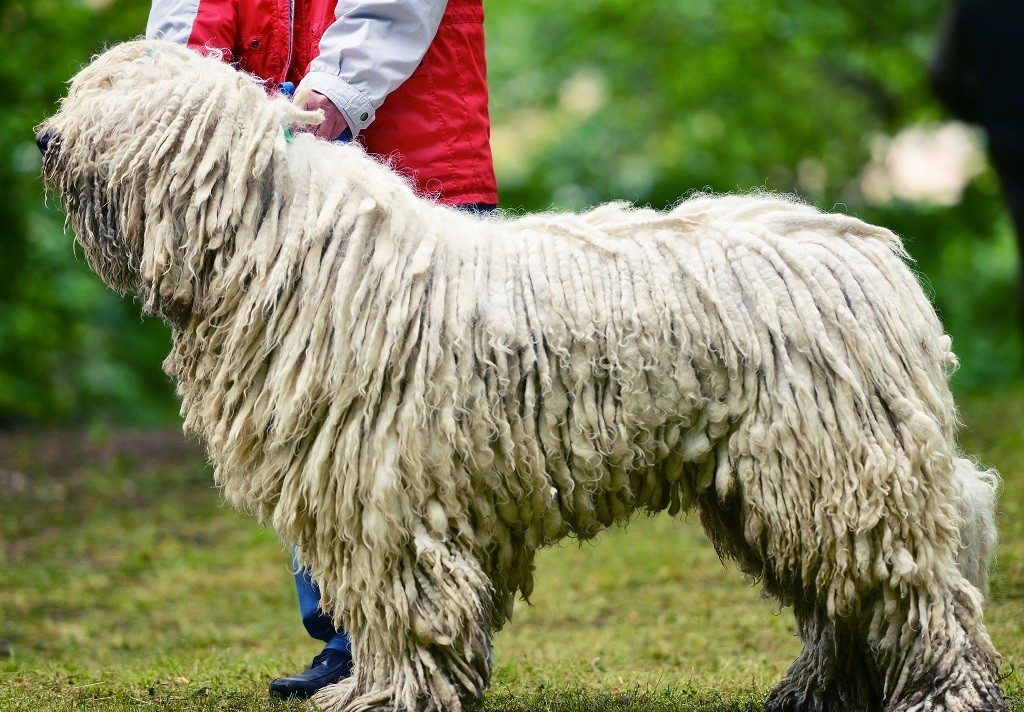 ᐉ описание породы собак комондор (венгерская овчарка) с отзывами владельцев и фото - zoogradspb.ru