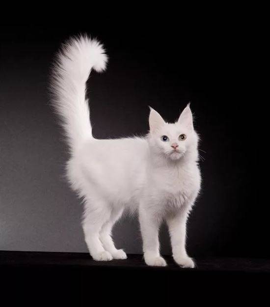 Ангорская кошка (ангора турецкая)