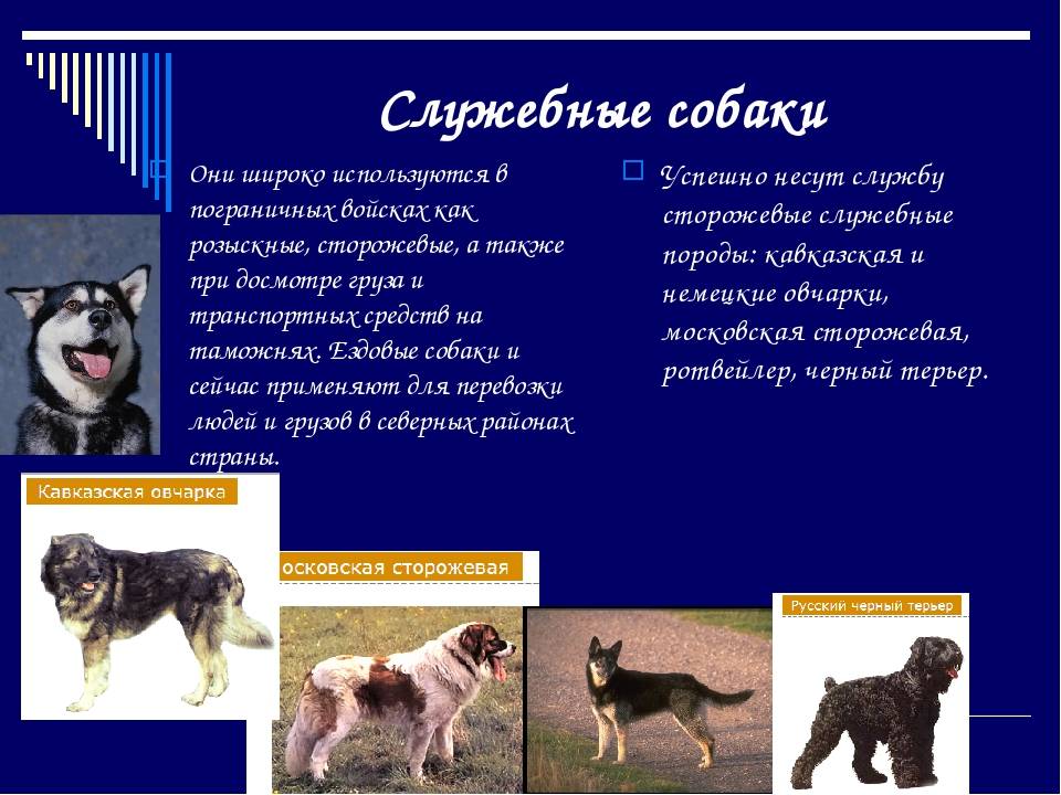 Классификация собак: группы пород по параметрам ркф и fci
