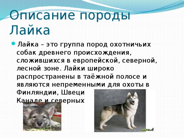 Восточно сибирская лайка: описание, щенки, охота, здоровье, дрессировка, отношение к окружающим