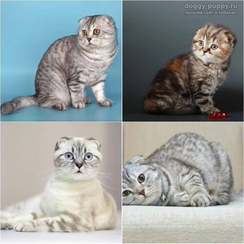 Шотландская прямоухая кошка фото, цена котят, описание породы, отзывы