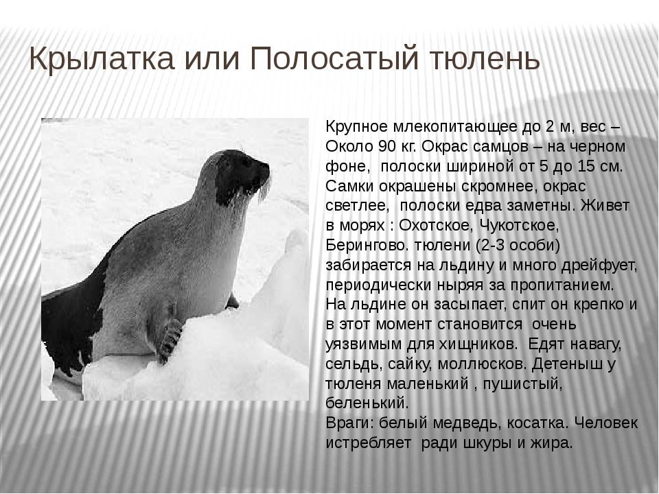 Тюлень животное. образ жизни и среда обитания тюленя | животный мир