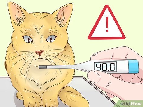 Краткая инструкция, что делать, если у кота повышена температура
