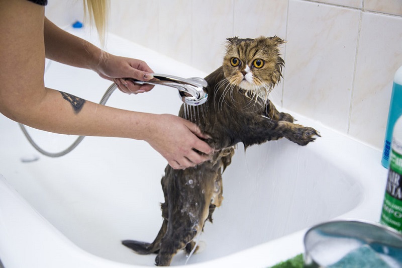 Почему кошки и коты боятся воды, какие кошки не бояться