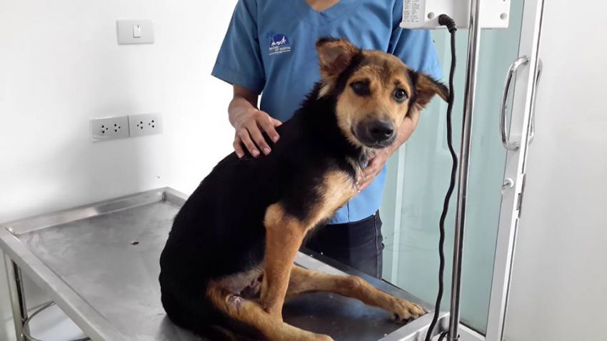 У собаки отказали лапы | сеть ветеринарных клиник «ветус»