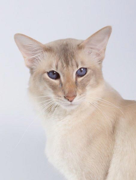 Происхождение и описание кошек яванской породы, особенности содержания