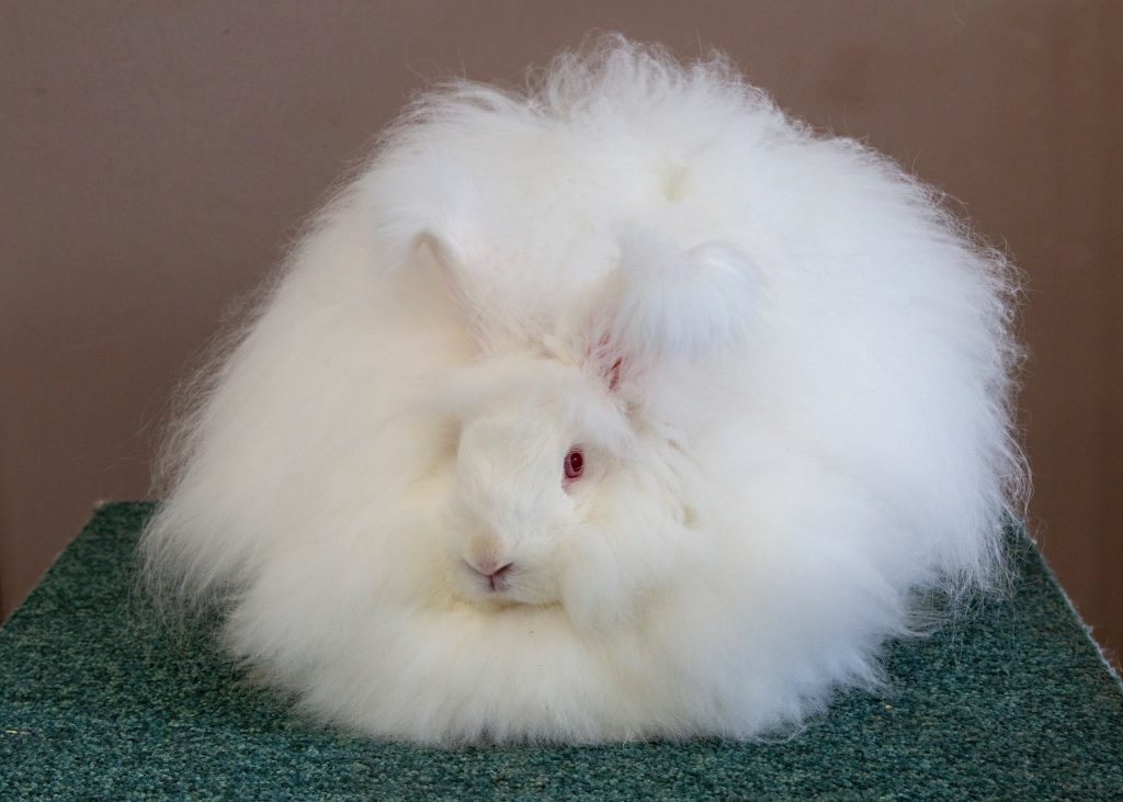 15 малоизвестных фактов о кроликах, которые вам могут не рассказать в зоомагазине