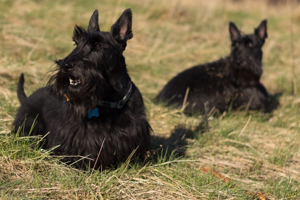 Шотландский или скотч терьер: фото и описание породы собак
шотландский или скотч терьер: фото и описание породы собак